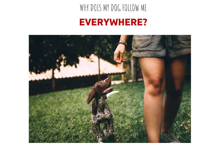 Why Does Your Dog Follow You Around?