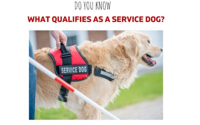 What qualifies as a Service Dog?
