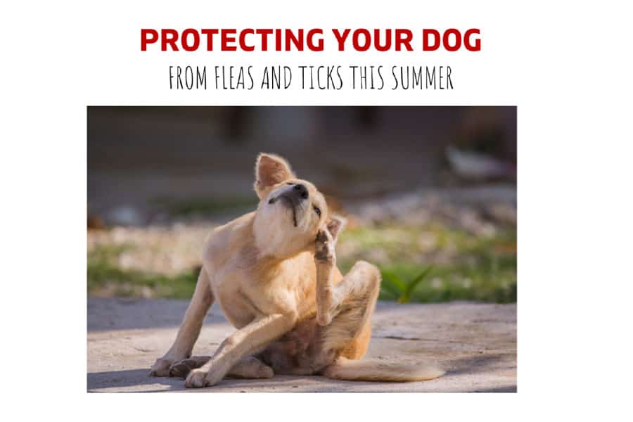 Protecting Your Dogs From Fleas and Ticks This Summer