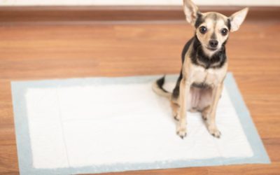 The Ultimate Guide to Potty Training a Puppy:  Tips and Tricks from Good Dog Spot