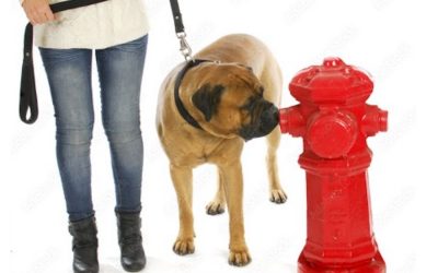 Socialization In Dog Training: Navigating the Fear Period in a Puppy’s Development
